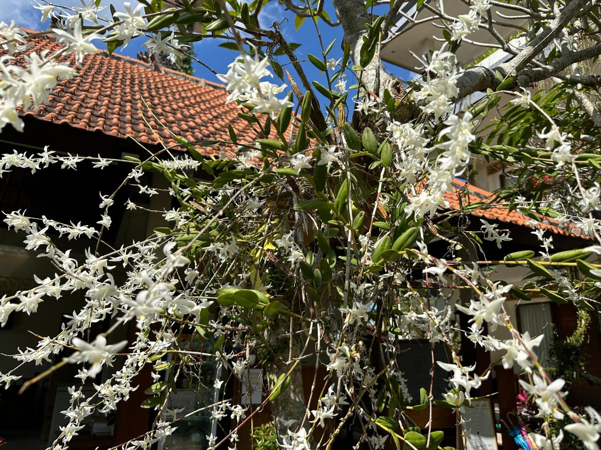 Brata Cottage Ubud Екстер'єр фото